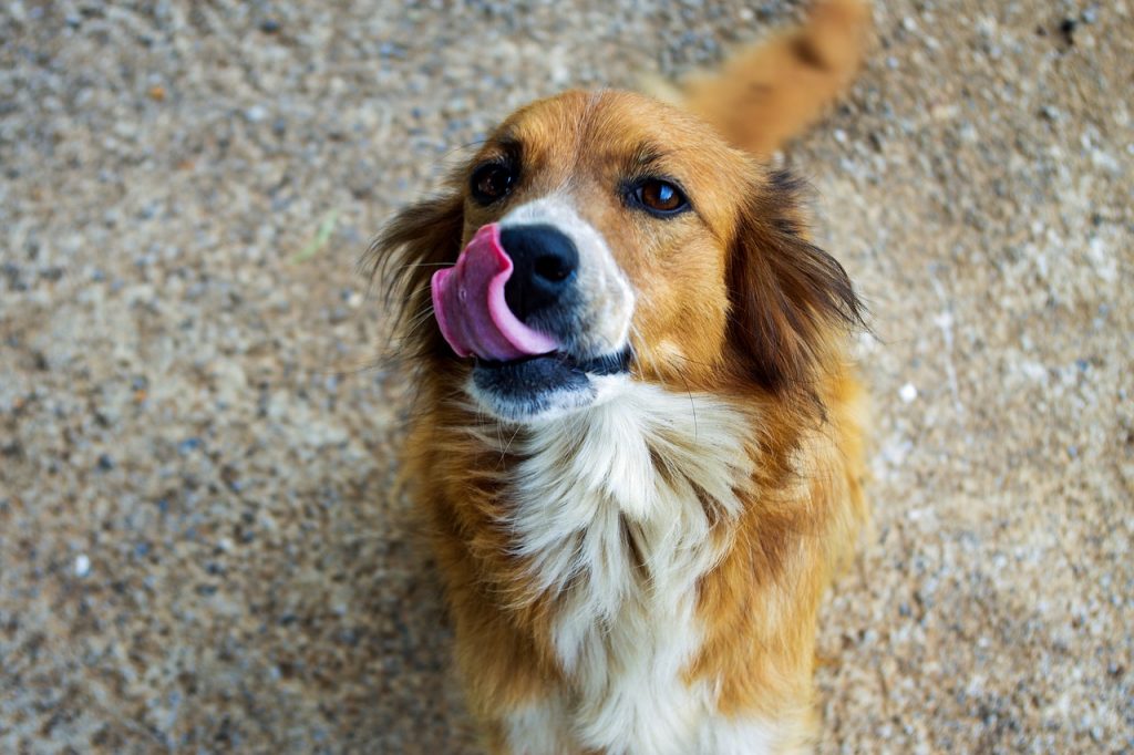 Hundvalp, slickar sig om munnen